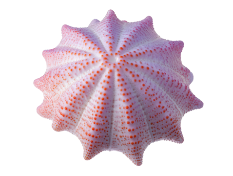 Intricate pink sea urchin spine texture with vibrant orange dots offers unique ocean detail
