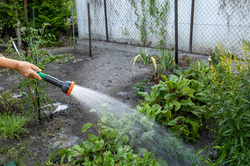 Hand watering lush green Swiss chard row with a garden hose in a backyard garden.