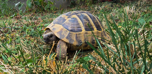 Turtle Standing In A Grass Field, Looking Directly At The Camera. Tortoise Standing In A Grass Field, Looking Directly At The Camera