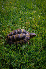turtle on the grass