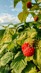 Ripe raspberries growing on a bush under a clear blue sky in a summer garden setting