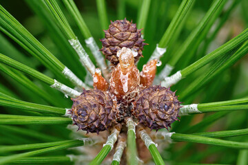 Pine cones macro. Closeup view of developing pine cones on young branch, surrounded by long green...