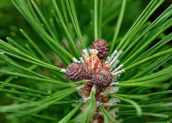 Macro of young pine cones and central bud with resin surrounded by fresh green needles, detailed...