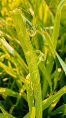 Morning dew glistens on green grass blades in a tranquil garden setting during sunrise hours