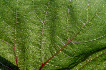 Close-up of green grape leaves.