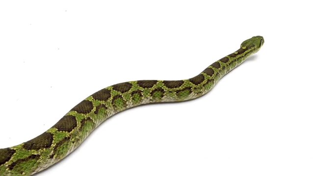 animation of a large moving snake, isolated in white