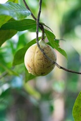 Fresh Nutmeg Fruit on Tree Branchapple on tree