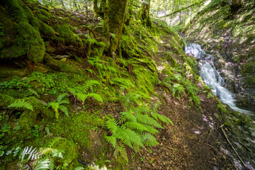 Lush Ferns and Moss Growing Near Waterfall in French Forest