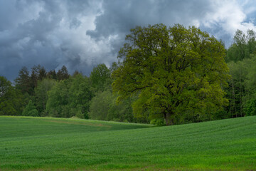 landscape with trees and clouds
