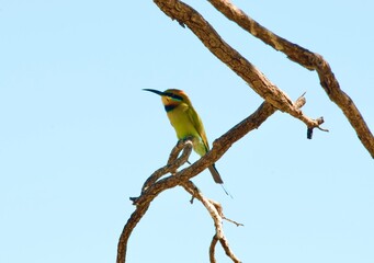  A Rainbow Bee Eater enjoying the late afternoon sun early spring time at Leichhardt Lagoon, also known as 12 Mile Lagoon, on the Savannah way near Normanton in the Gulf of Capentaria

