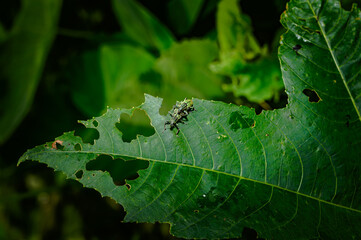  A pair of Green Immigrant Leaf Weevils (Polydrusus formosus) was observed mating on a leaf in a forest, feeds on leaves and buds of hardwood and fruit trees, including birch, beech, oak, poplar. pest