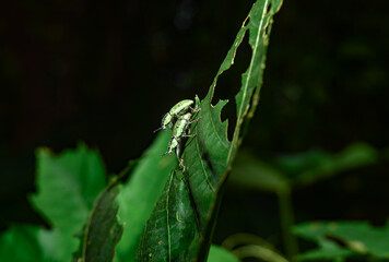 Fototapeta premium A pair of Green Immigrant Leaf Weevils (Polydrusus formosus) was observed mating on a leaf in a forest, feeds on leaves and buds of hardwood and fruit trees, including birch, beech, oak, poplar. pest