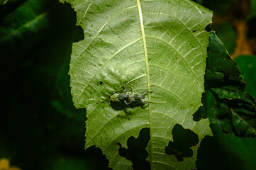  A pair of Green Immigrant Leaf Weevils (Polydrusus formosus) was observed mating on a leaf in a...