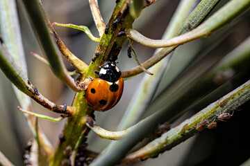 A ladybug in a plant 