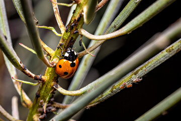 A ladybug in a plant 