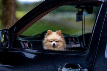 Background of a pet dog that is taken along on a car trip and stops to eat with its owner as a...