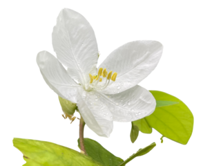 white flower isolated on white Snowy Orchid Tree, Orchid Tree, Bauhinia acuminata L, White, beautiful, png