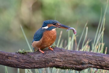 A colourful Kingfisher sat on a branch with a fish in its mouth.