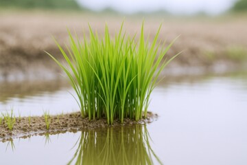 Fototapeta premium Lush Green Rice Seedlings Growing in a Flooded Field, Symbolizing Agriculture and Sustainable Farming