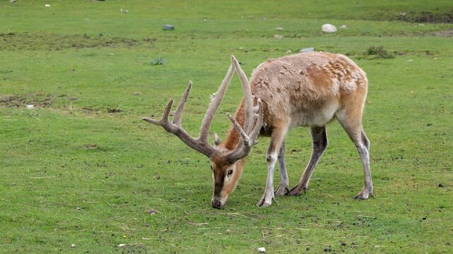 The Pere David deer (Elaphurus davidianus) or Milu Deer grazing in meadow, animal in the family Cervidae.