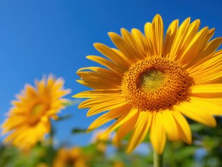 Obraz premium Bright Yellow Sunflowers Against a Clear Blue Sky, Capturing the Essence of Summer Season