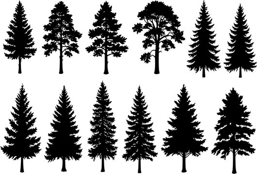 Pine tree silhouettes. Evergreen forest firs and spruces black shapes, wild nature trees templates. Vector illustration woodland trees set on white background