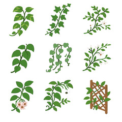 Vector icons climbing trail pothos fig philodendron icon string passionflower vine plant