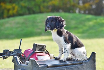 A black and white Spaniel puppy sat on a quad bike. © Angela