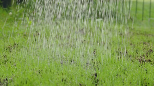 Freshly planted grass receives a gentle watering on a sunlit garden day