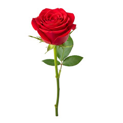 Fototapeta premium Red Rose Flower Isolated on White