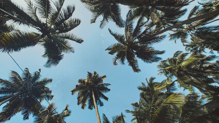 Scenic view of tall coconut palm trees captured from below against a clear blue sky, creating a natural tropical canopy. The upward perspective makes it ideal as a wallpaper or background, symbolizing