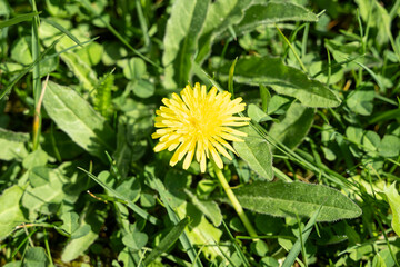 blume löwenzahn natur
