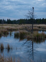 Lonely bird perched on a dead tree at marshland nature photography calm evening atmosphere