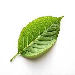 Obraz premium Minimalistic shot of a single green leaf on a bright white background, eco-friendly concept, clean nature design, natural simplicity, botanical minimalism, fresh organic plant image