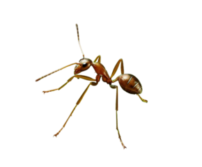 Vibrant red ant detailed macro shot showcasing intricate anatomy and delicate legs, perfect for nature science themes.