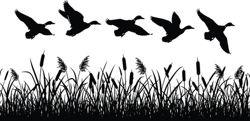 Flying ducks silhouette over wetland grass and reeds, bird migration scene, wildlife nature illustration, marshland vector design, black outline drawing