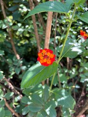 ladybird on a flower