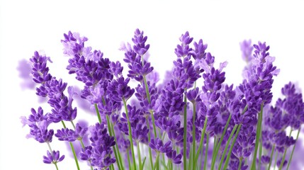 Obraz premium Beautiful lavender flowers in full bloom. Their vibrant purple color creates a calming atmosphere. Perfect for decor or relaxation purposes. A symbol of tranquility and elegance. AI.