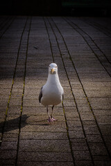 Mewa na spacerze © Filip