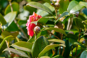 ツバキの蕾と赤い花のクローズアップ