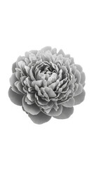 Grayscale image of a peony flower, showcasing its layered petals and delicate texture, symbolizing elegance, purity, and sophistication, ideal for design projects