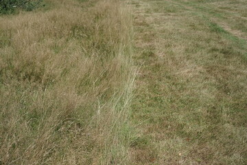 M&auml;harbeiten auf einer Weide oder Wiese mit hohem und niedrigem Gras