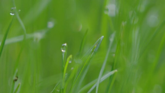 Fresh grass sprouts thrive in soft garden soil on a sunny afternoon