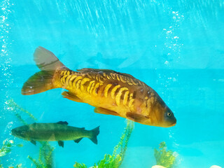 Graceful carp swims through clear blue waters. Serene aquarium scene, showcasing the beauty of...