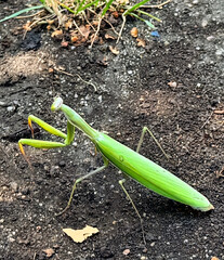 Close-up of a praying mantis on the ground of a Berlin garden.