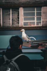 Mewa siedząca na samochodzie w środku miasta © Filip