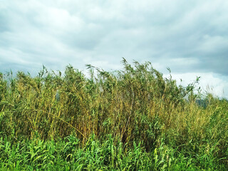 Lush green reeds sway beneath a cloudy sky, evoking feelings of tranquility and natures resilience....