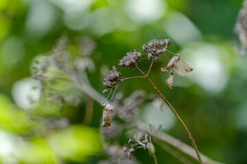 枯れた紫陽花のドライフラワーと自然の背景