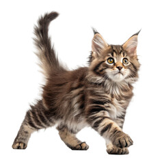 Adorable fluffy maine coon kitten with striking tabby markings walking confidently isolated on transparent background