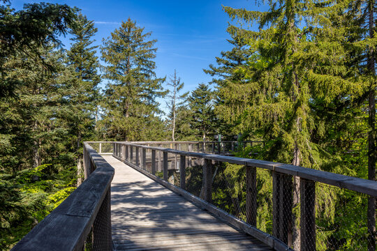 Steg des Baumwipfelpfades im Nationalpark Bayerischer Wald